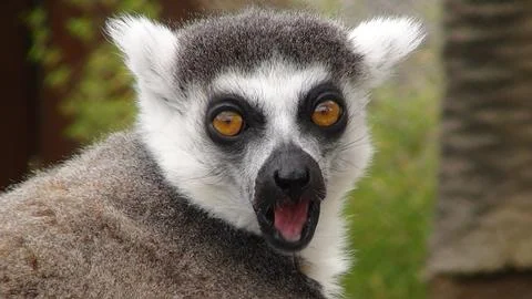Surprised Lemur face close Stock Photos