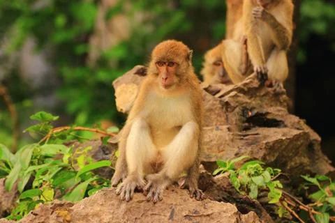 Surprised monkey Stock Photos