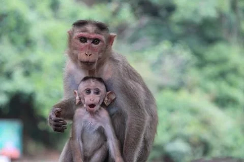 Surprised monkey	 Stock Photos