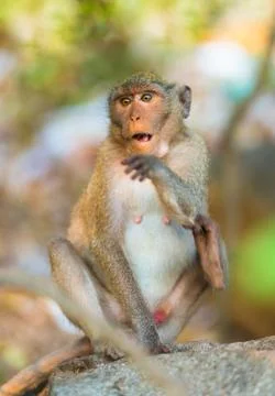 Surprised monkey sitting on stone with open mouth Stock Photos