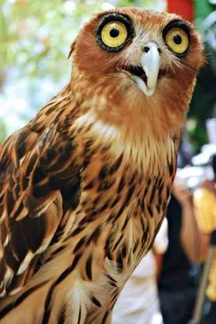 Surprised Owl Foto stock