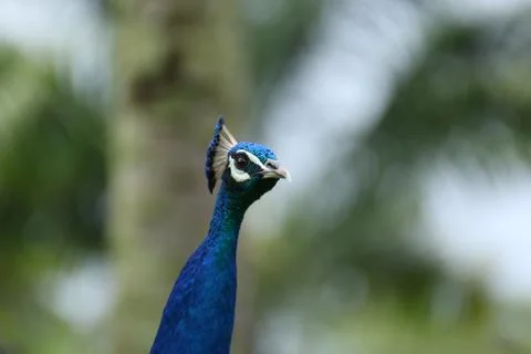 A surprised peacock Stock Photos