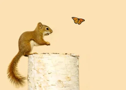 Surprised. Stock Photos