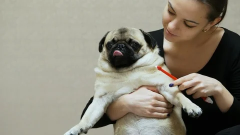 Surprised pug dog does not want to brush his teeth, turns his head away from the Stock Footage 122221168