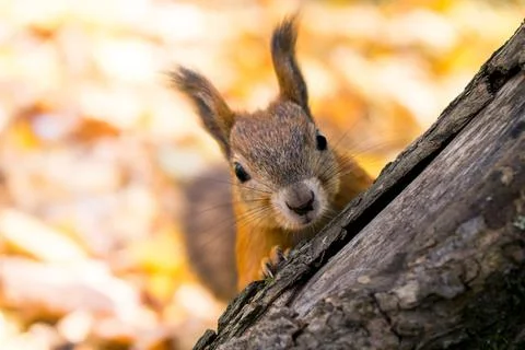Surprised red squirrel, sciurus vulgari looking in shot, macro shot, soft fokus Stock Photos