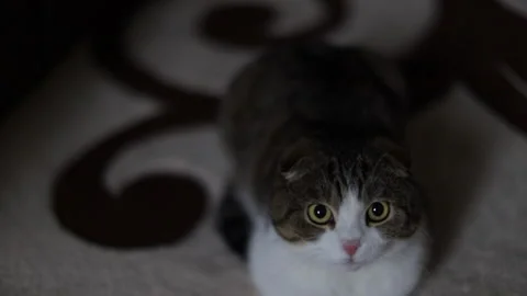 Surprised scottish cat Stock Footage 140914225
