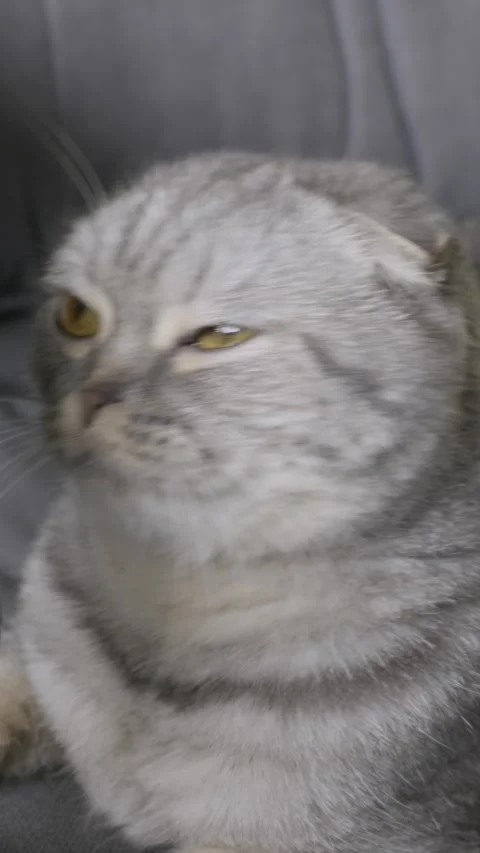 Surprised Scottish Fold Cat with Dilating Pupils Close Up Video stock 330270172