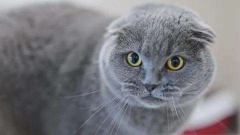 Surprised Scottish Fold cat hissing aggressively, showing strong emotions, mouth Stock Footage 310017995