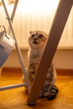 Surprised Scottish Fold Kitten Looking Upward with Wide Eyes Stock Photos