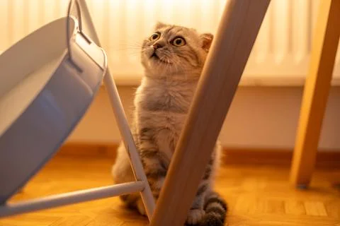 Surprised Scottish Fold Kitten Looking Upward with Wide Eyes Stock Photos