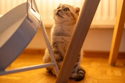 Surprised Scottish Fold Kitten Looking Upward with Wide Eyes Stock Photos