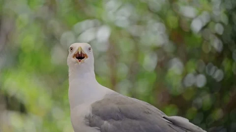 Surprised seagull with mouth open, sitting in the sun among green plants Vídeo Stock 297900897