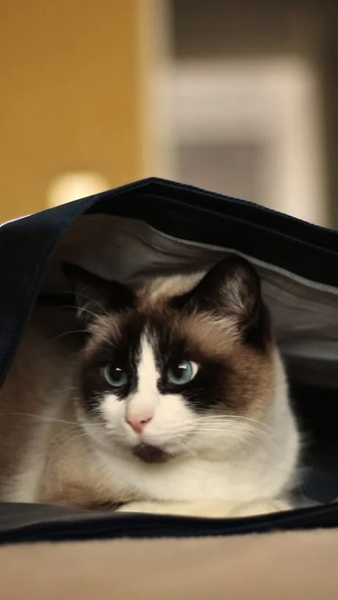 Surprised Siamese cat sits in bag, only head is visible. Cat hides in backpack Stock Footage 304356131
