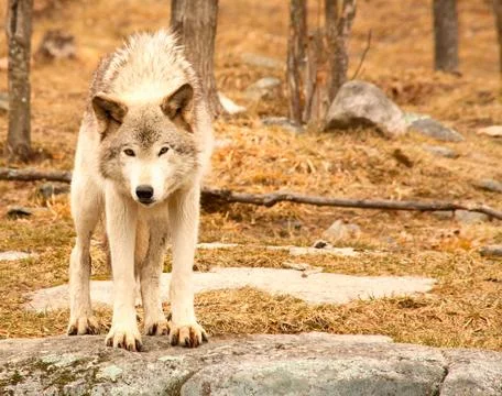 Surprised young wolf Stock Photos