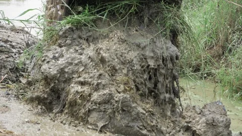 Surprising Crane Action - Mud Splashing in Wild Stock Footage 324073996