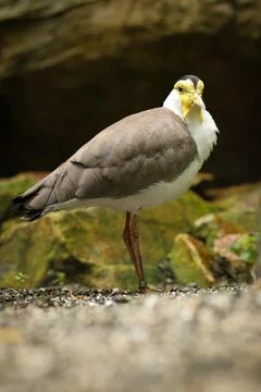 Surprising expression Masked lapwing standing on a path between plants. Vanel Stock Photos