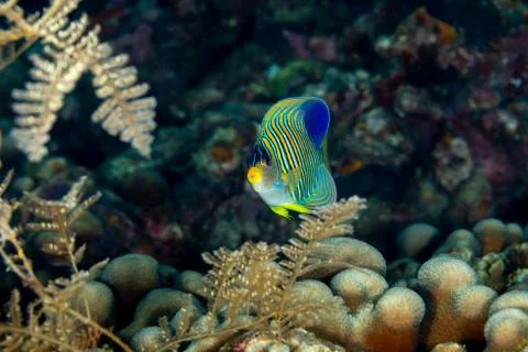The surprising underwater world of the Indian and Pacifical Oceans Foto stock