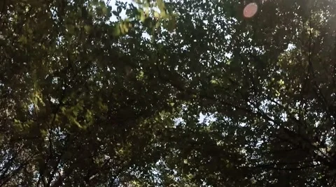 Surprising View of the Upper Branches of the Trees From the Machine Driving Stock Footage 59760840