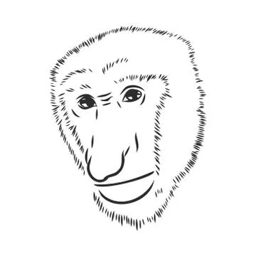 Surprising wild monkey portrait, vector sketch illustration Stock Illustration