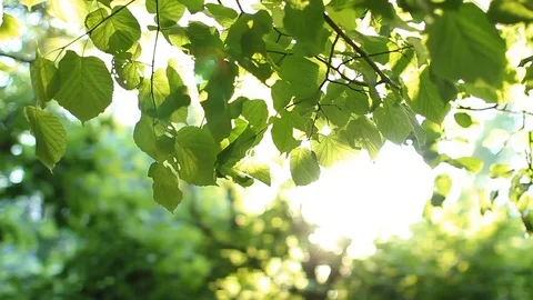 Surprisingly beautiful foliage on the tree. Video stock 80392289