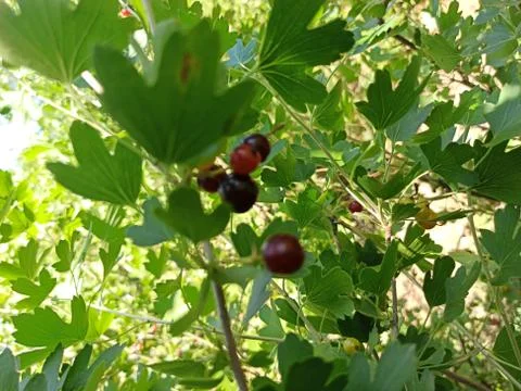 Сurrant on a bush 스톡 사진