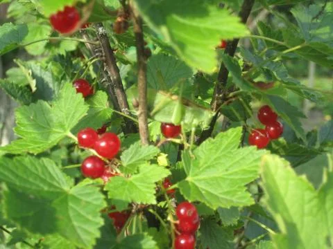 сurrant 스톡 사진