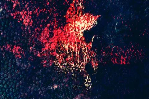 Surreal and dramatic digital artwork featuring a white daisy illuminated under Stock Photos