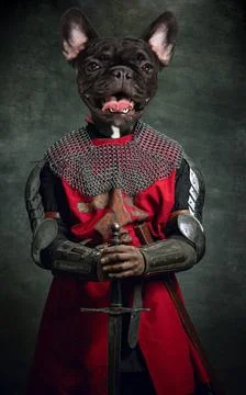Surreal artwork with medieval knight, warrior headed of dog's head wearing Stock Photos