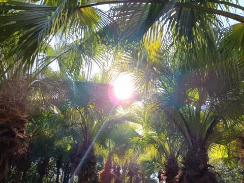 Surreal background with sunrays and palm trees Stock Photos