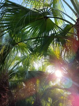 Surreal background with sunrays and palm trees Foto stock