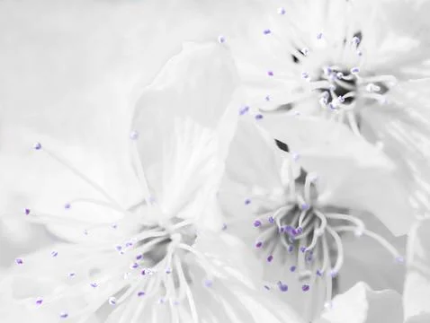 Surreal blooming Stock Photos
