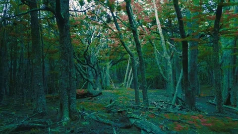 Surreal dark forest with otherworldly darktrees. Psychedelic atmosphere on Stock-Footage 275842856