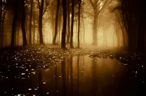 Surreal dark forest with trees reflection in water Stock Photos