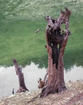Surreal deformations and concavities created by water in dead tree trunks 写真素材
