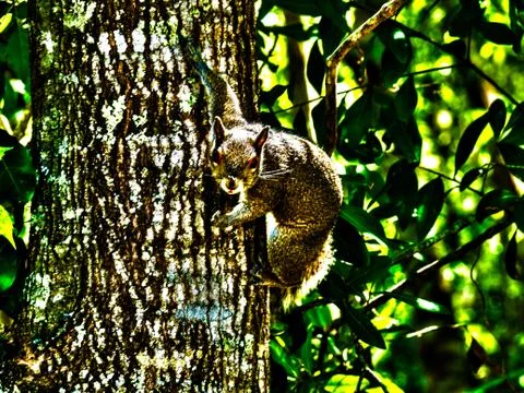 Surreal evil squirrel 2 Foto stock