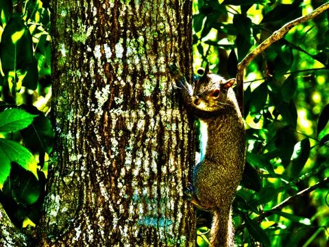 Surreal evil squirrel Foto stock