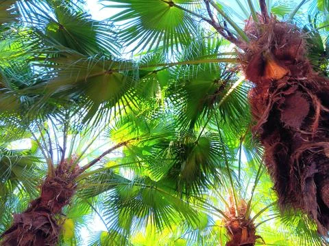 Surreal, exotic background of palm trees Stock Photos