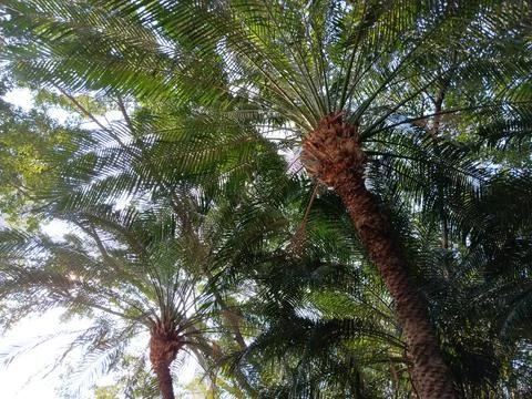 Surreal, exotic background of palm trees Stock Photos
