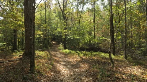 Surreal Fall Forest 스톡 동영상 151704628