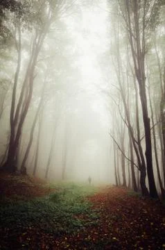 Surreal forest path in mist with man silhouette in the distance Stock Photos