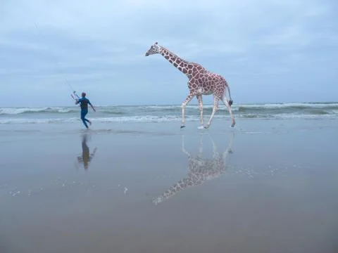 Surreal Giraffe on Beach Stock Photos