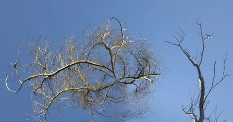 Surreal image of trees transformed in space against a blue sky. Stock Photos