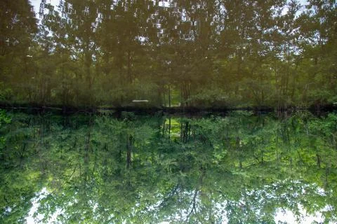 Surreal inverted forest pond reflection Stock Photos