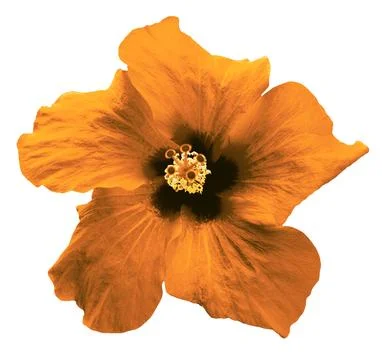 Surreal orange flower macro Illustrazione stock