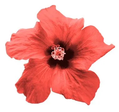 Surreal red Chinese rose Stock Illustration