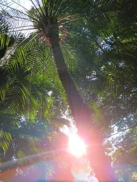 Surreal, spectrum of sunrays creating exotic background of palm trees Stock Photos