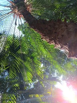 Surreal, spectrum of sunrays creating exotic background of palm trees Stock Photos