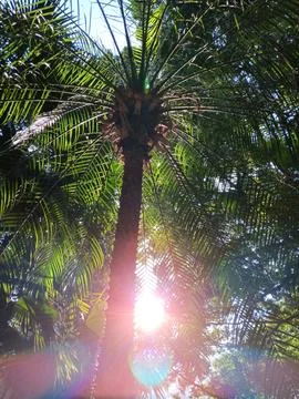 Surreal, spectrum of sunrays creating exotic background of palm trees Stock Photos
