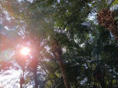 Surreal, spectrum of sunrays creating exotic background of palm trees Stock-Fotos