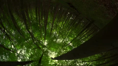 Surreal spinning forest shot through tall trees and thick green canopy Video stock 197643335
